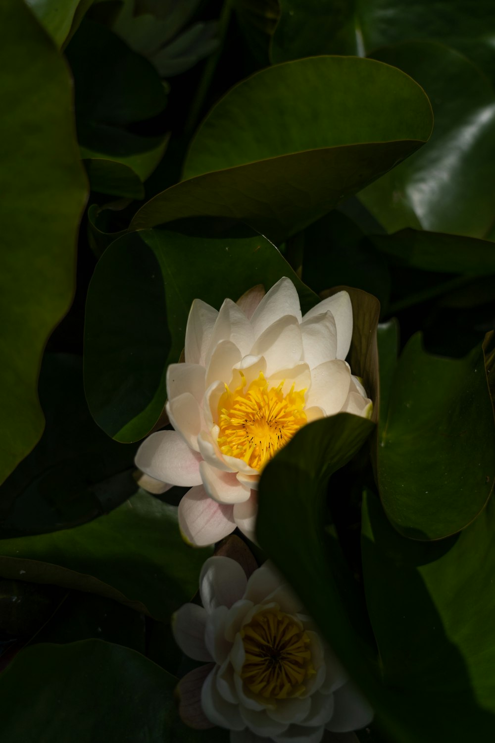 white flower with green leaves