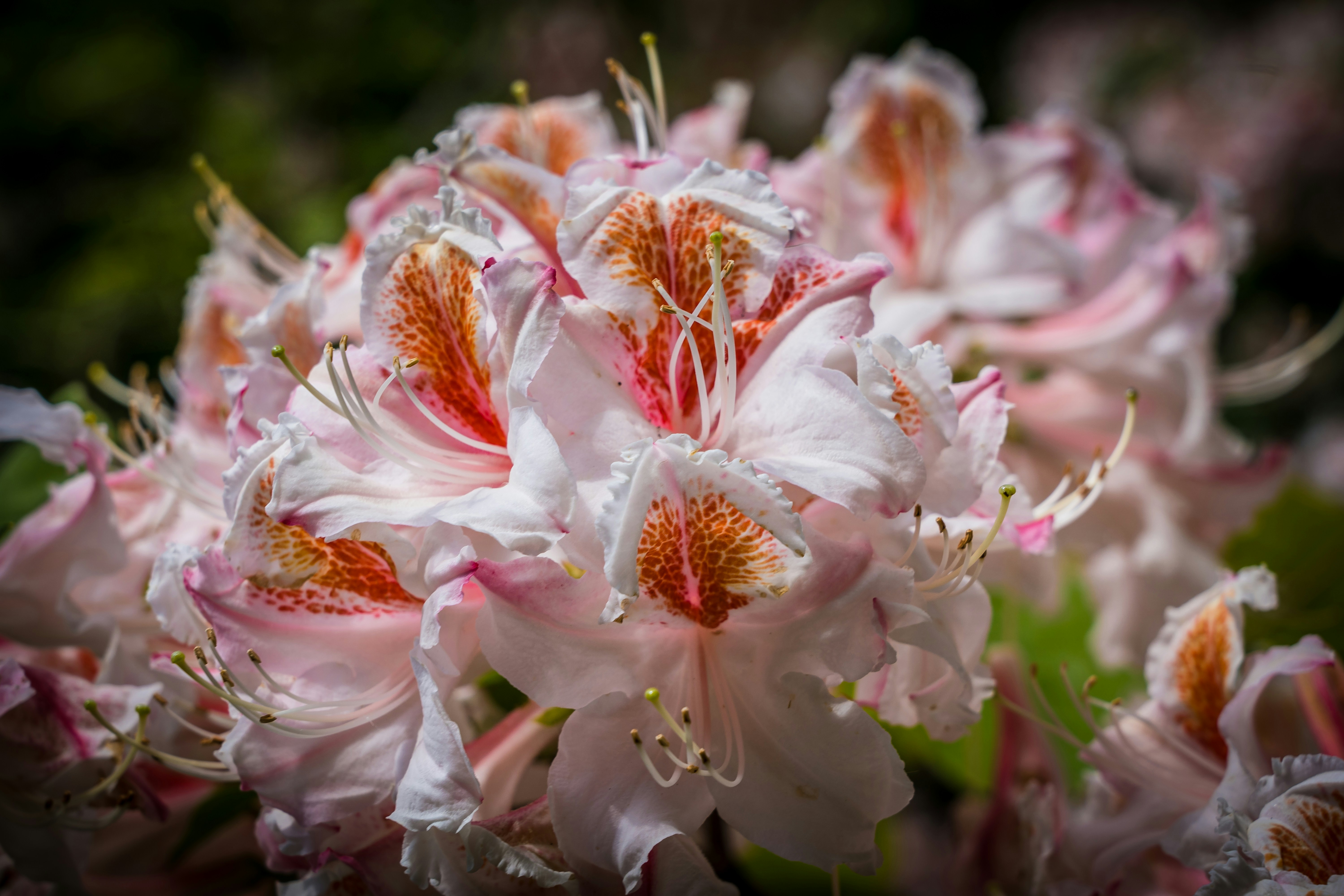 white and pink flower in macro lens