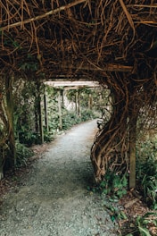 pathway between trees during daytime