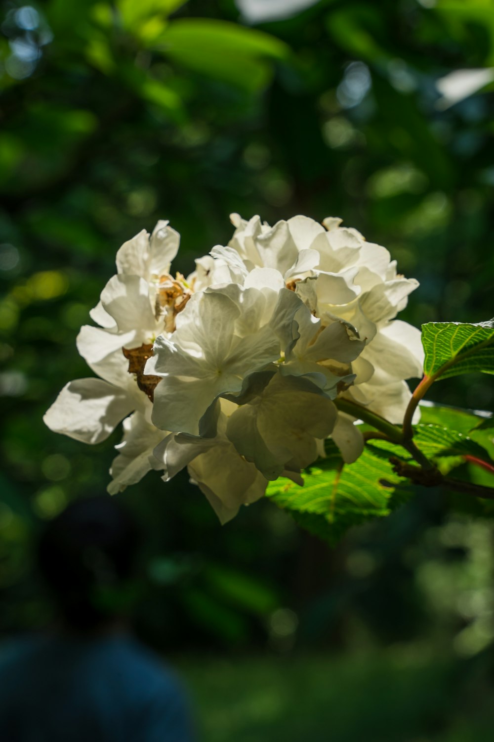 white flower in tilt shift lens