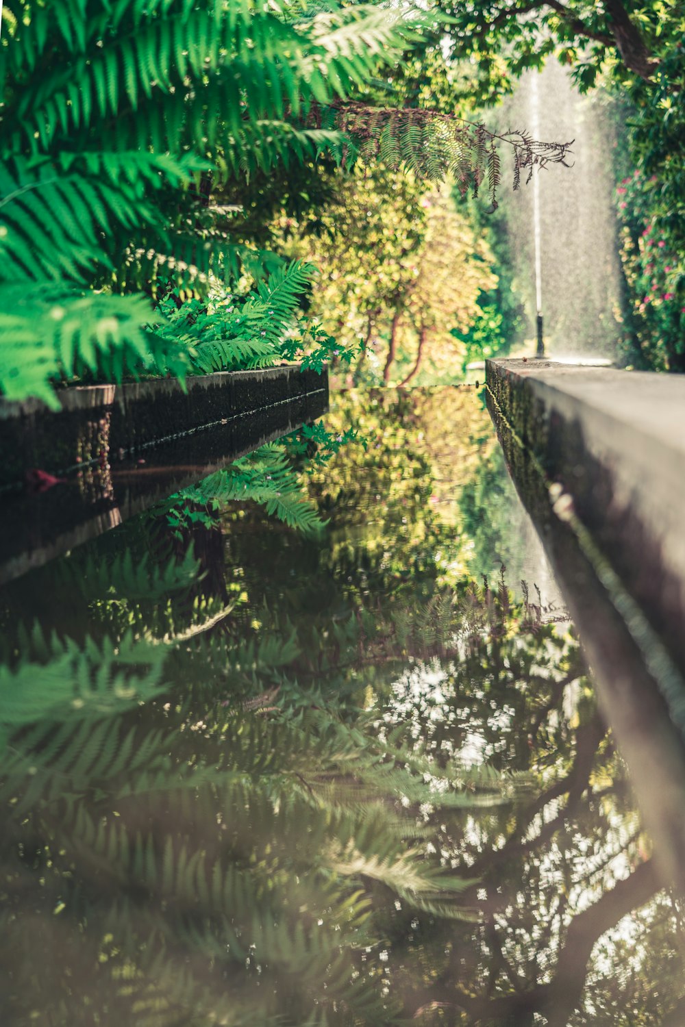 green trees beside body of water during daytime