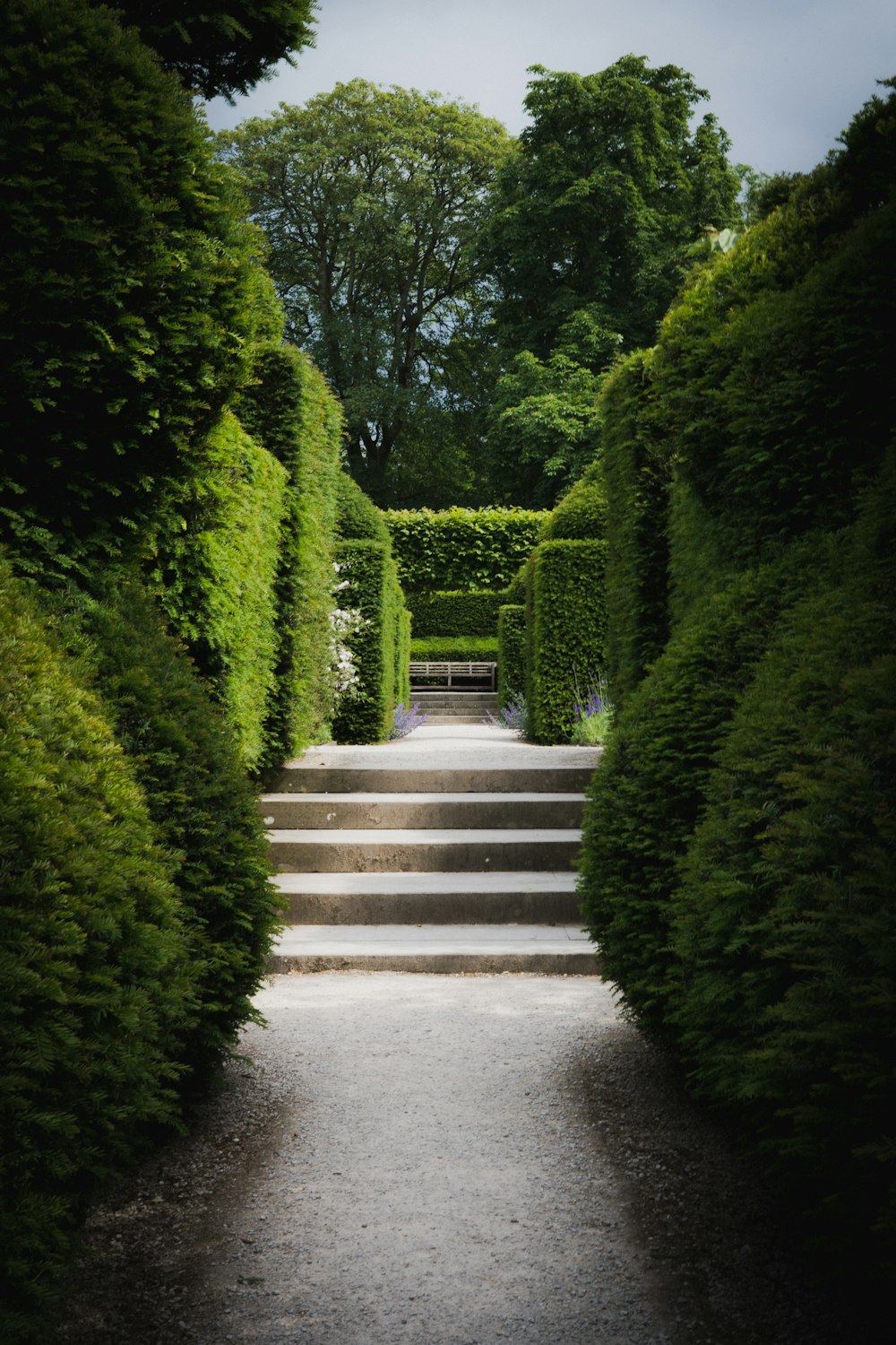 green bush on gray concrete pathway