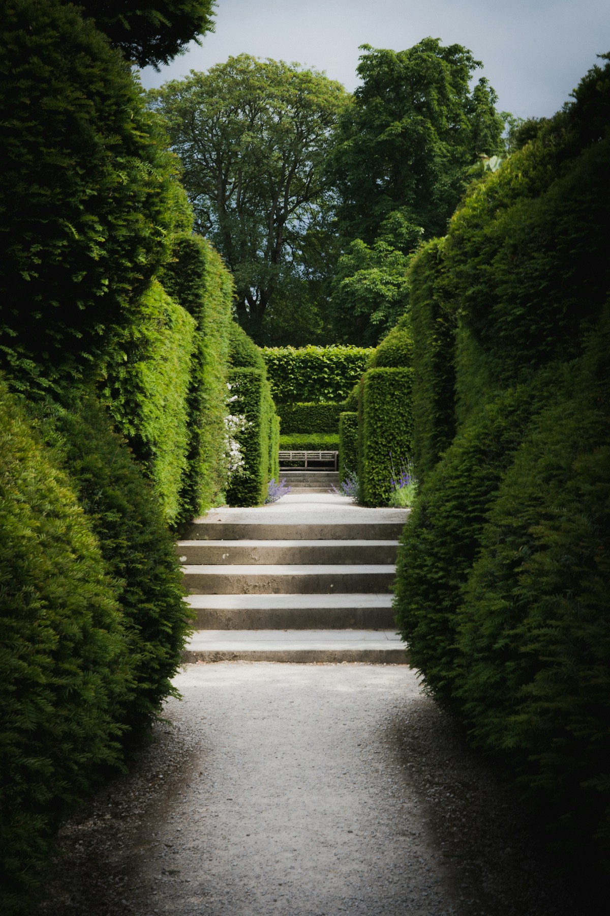 Stone steps rising between tall clipped yew hedges
