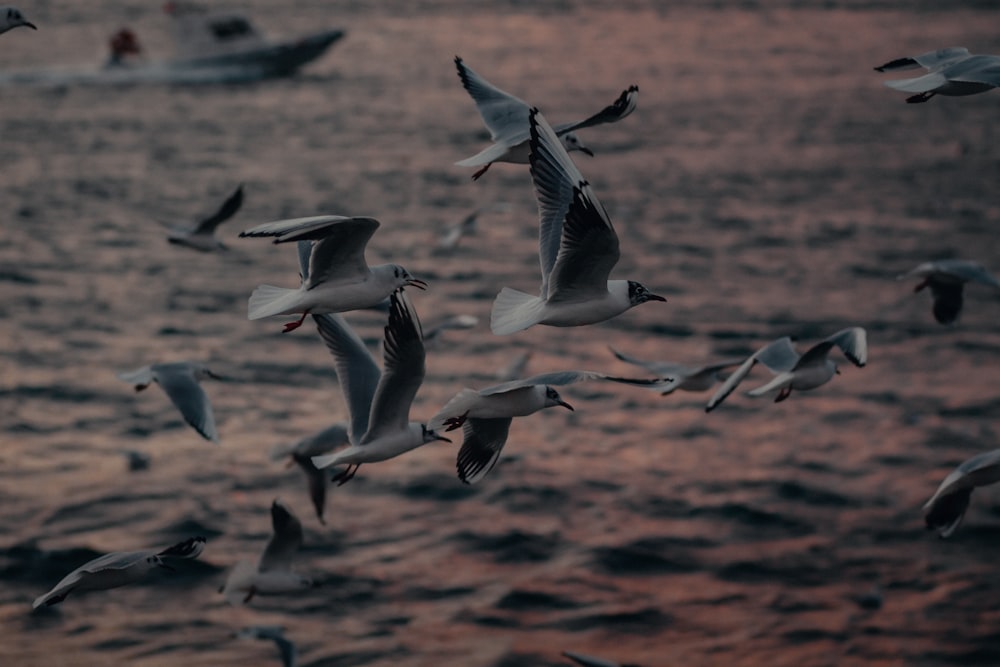 flock of birds flying during daytime