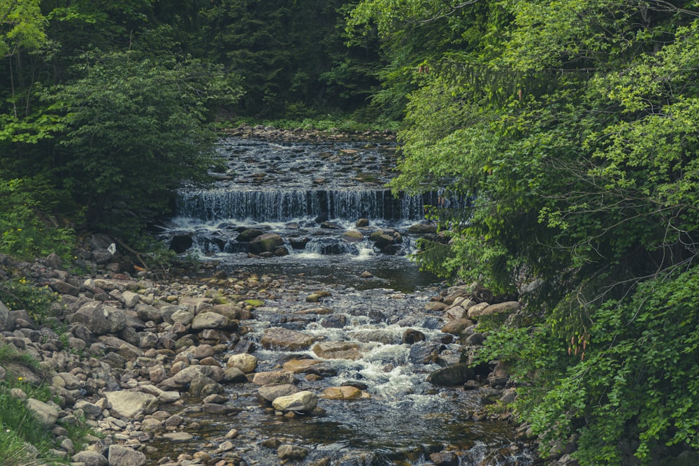 river in the middle of forest