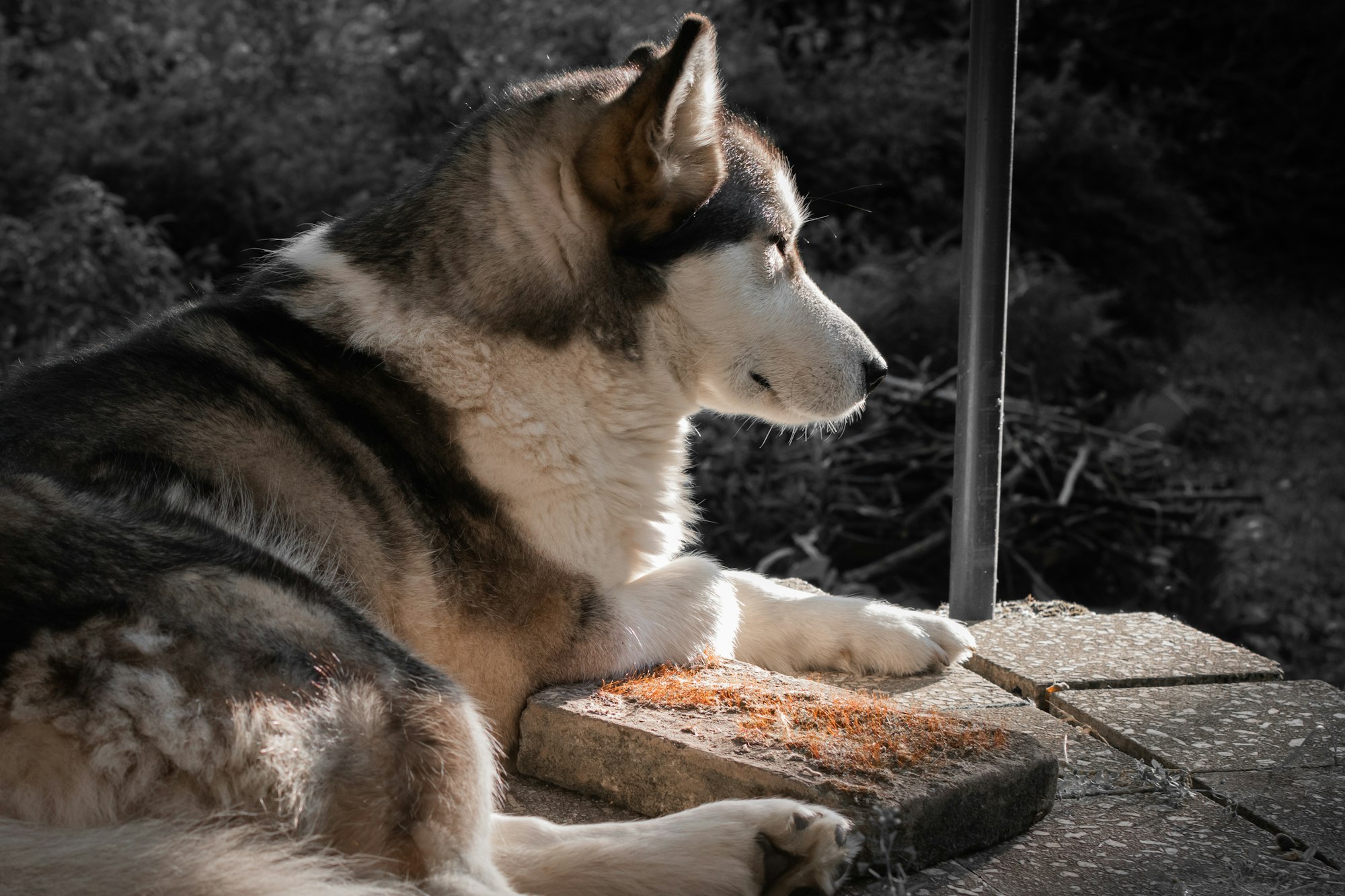 Are Alaskan Malamutes Good Guard Dogs