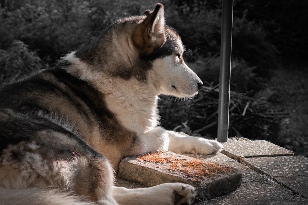 Haywire in the Cargo Hold: Flight's Four-Legged Passenger Causes Up… — Haywire in the Cargo Hold, photo 13