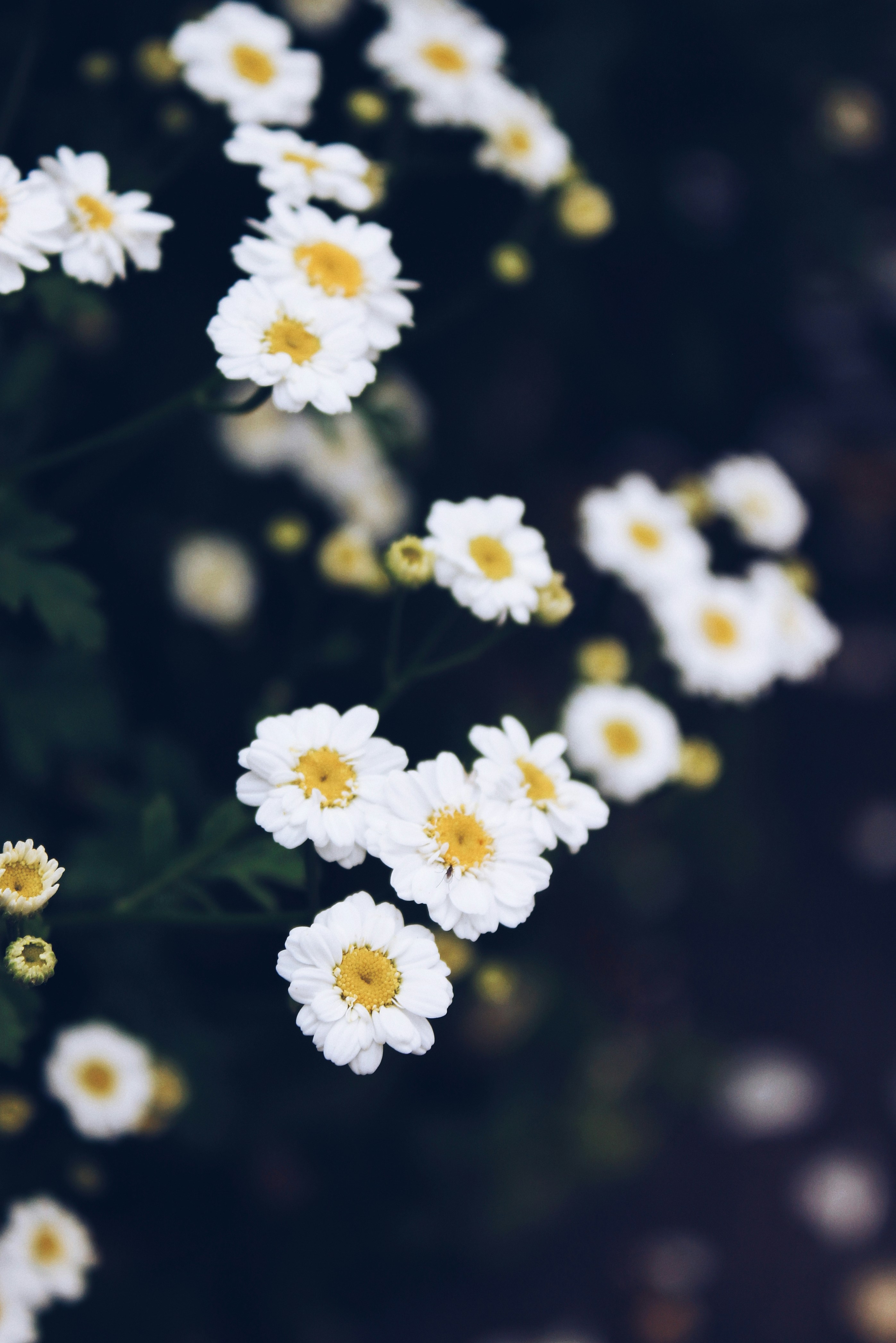 Photo by anna_meshkov