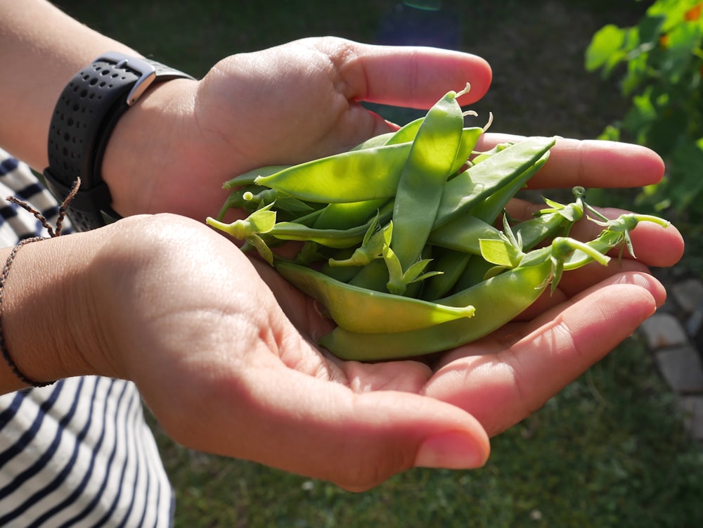 green leaves on persons hand