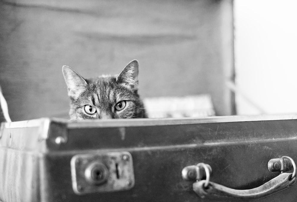 tabby cat in black box