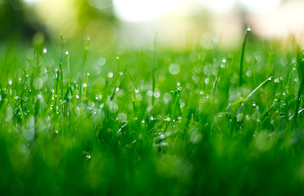 green grass field during daytime