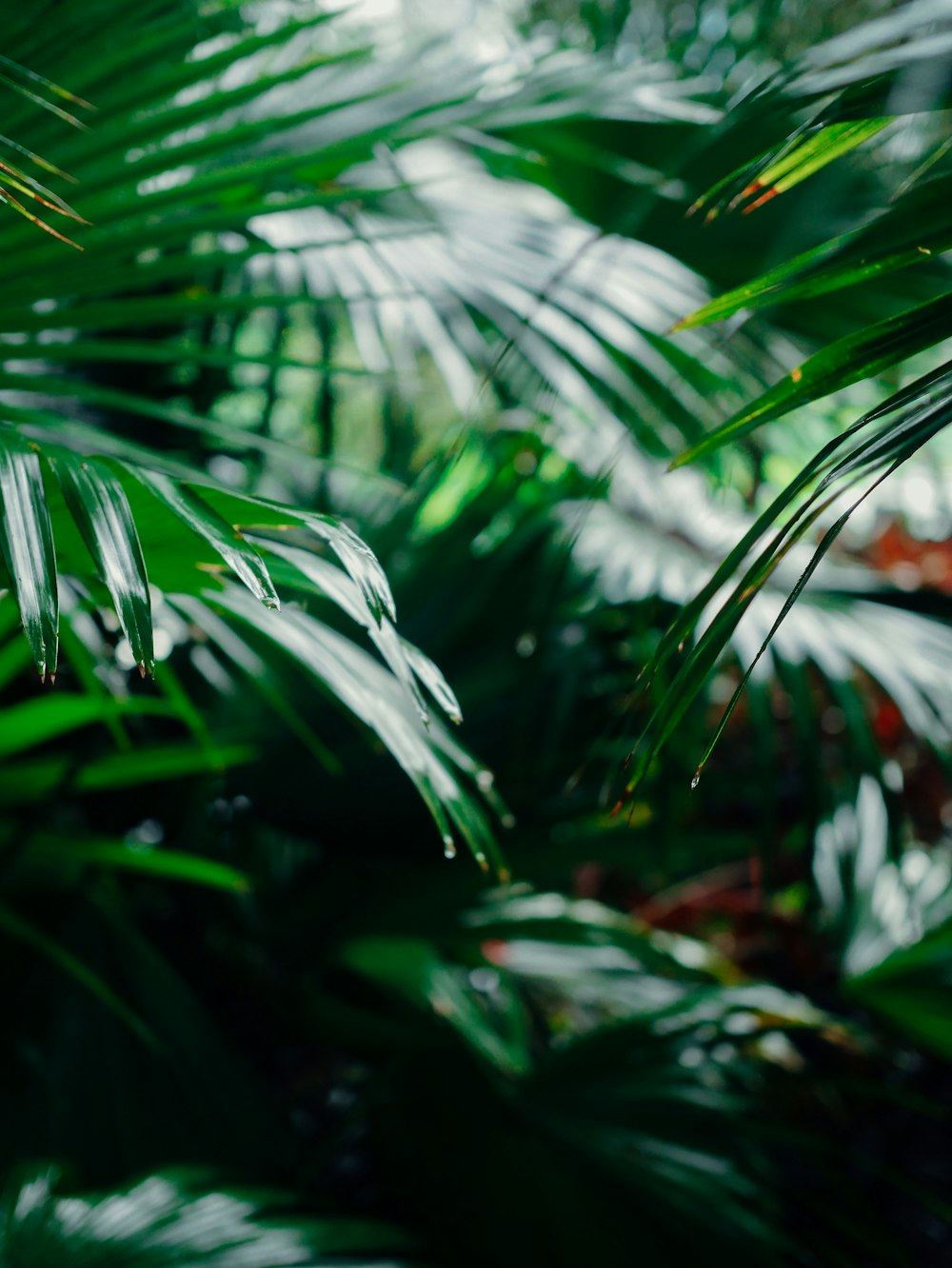 green leaves in tilt shift lens