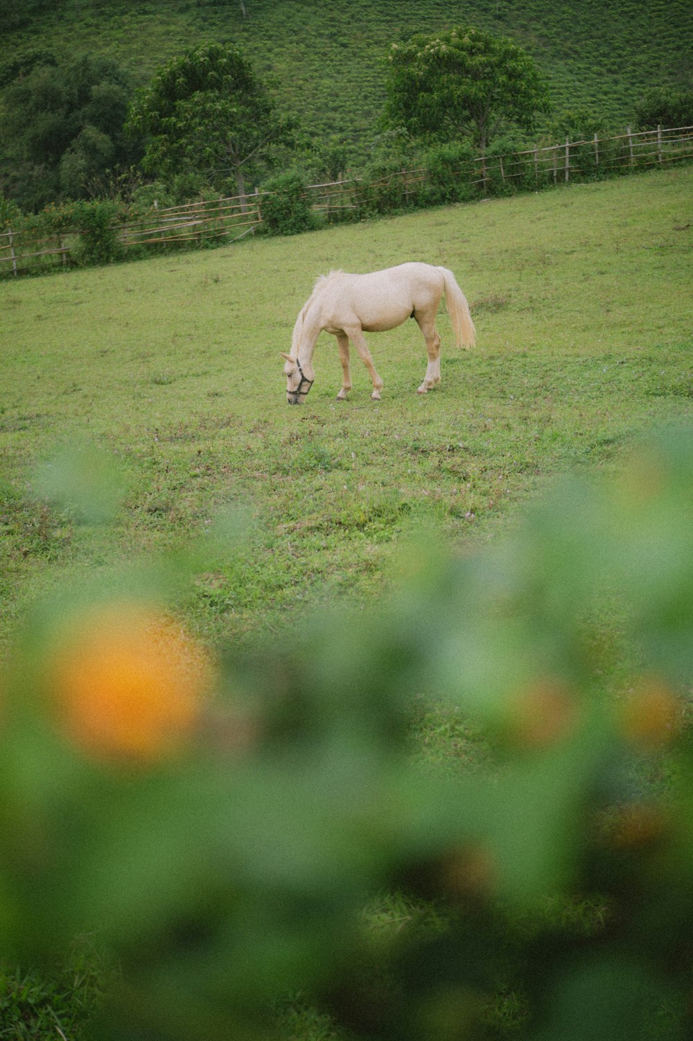 cavallo bianco sul campo di erba verde durante il giorno
