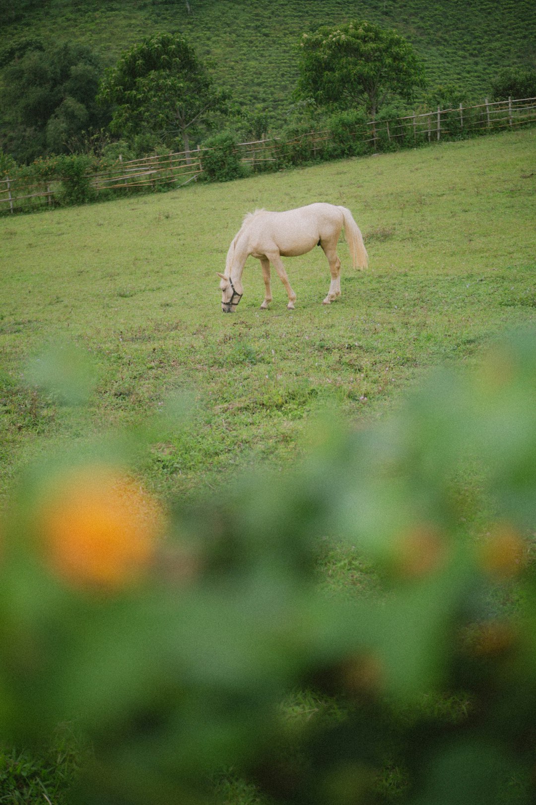 white horse on green grass field during daytime