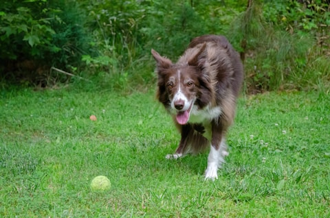 brown and white border collie puppy on green grass field during daytime