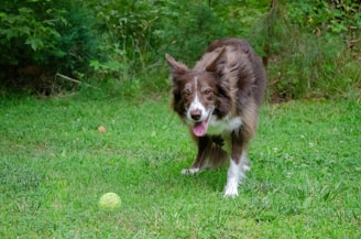 brown and white border collie puppy on green grass field during daytime