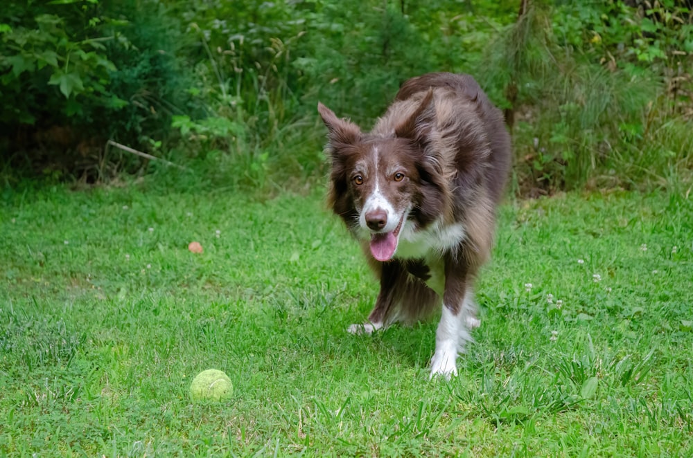 brown and white border collie puppy on green grass field during daytime