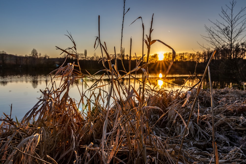 brown grass near body of water during sunset