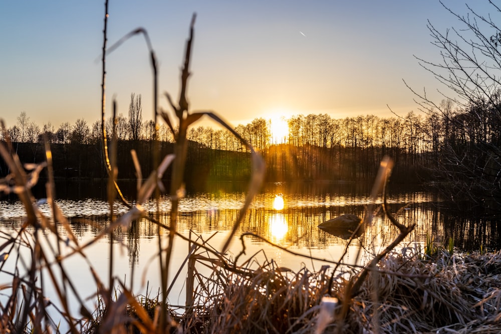 body of water near green grass during sunset