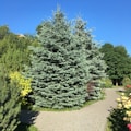 A lush garden setting with a prominent fir tree and other various green shrubs and plants. The scene includes a cobblestone path winding through the greenery, illuminated by bright sunlight against a clear blue sky.