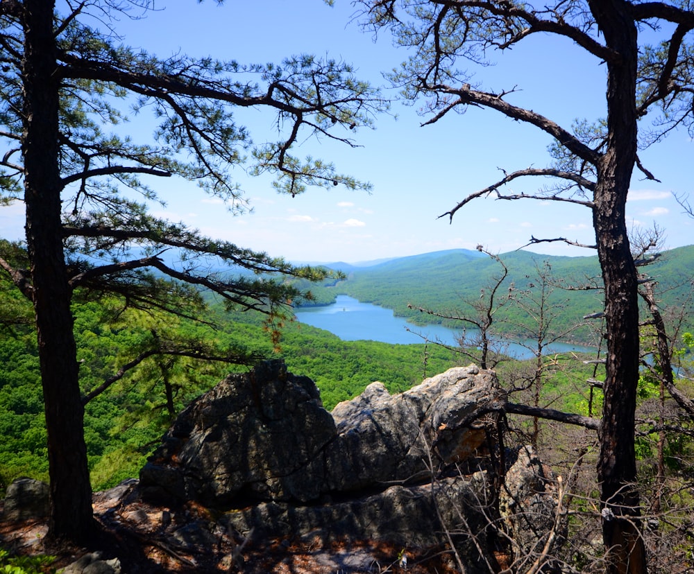 green trees on mountain during daytime