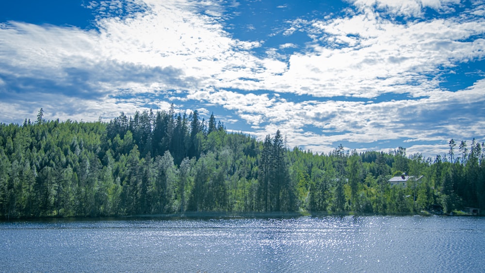 green pine trees beside body of water under blue sky during daytime