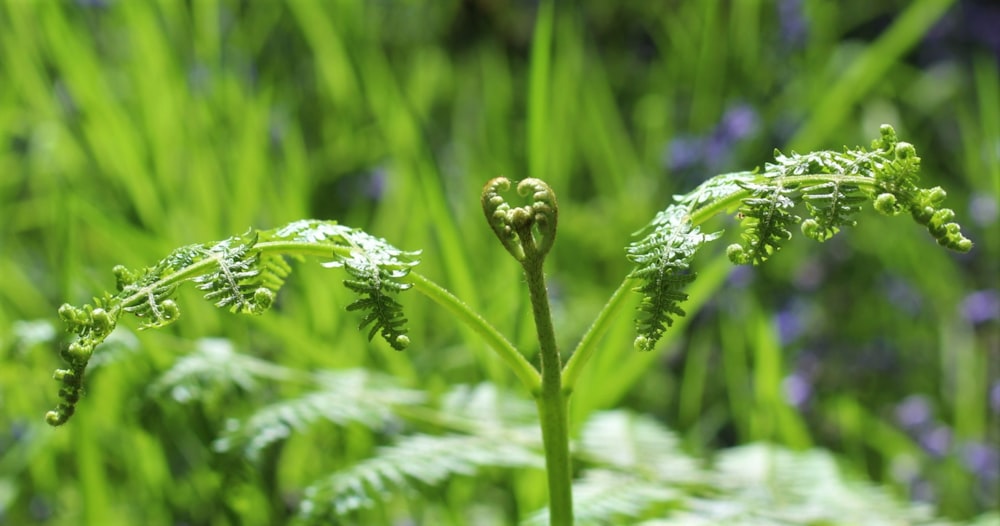 green plant in macro lens