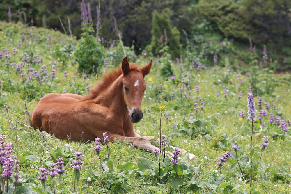 brown horse on green grass field during daytime