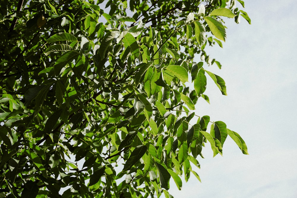 foglie verdi sotto il cielo bianco durante il giorno