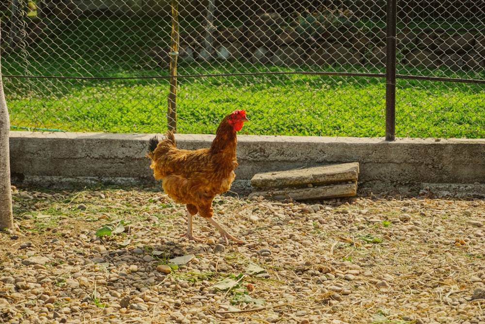 Poulet brun sur un champ d’herbe verte pendant la journée