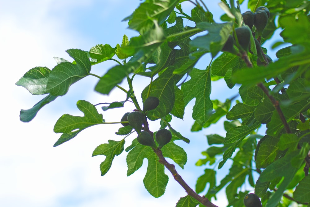 green leaves in tilt shift lens