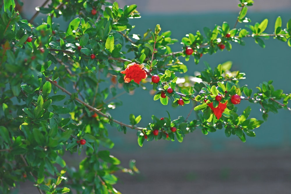 Feuilles rouges et vertes dans la lentille à bascule