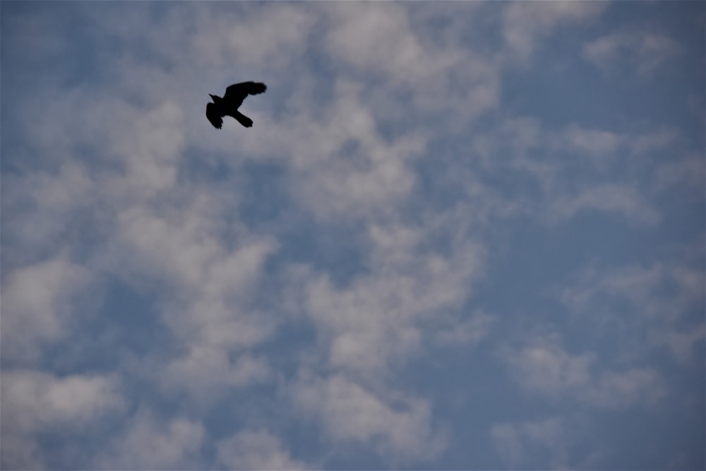 black bird flying under blue sky during daytime