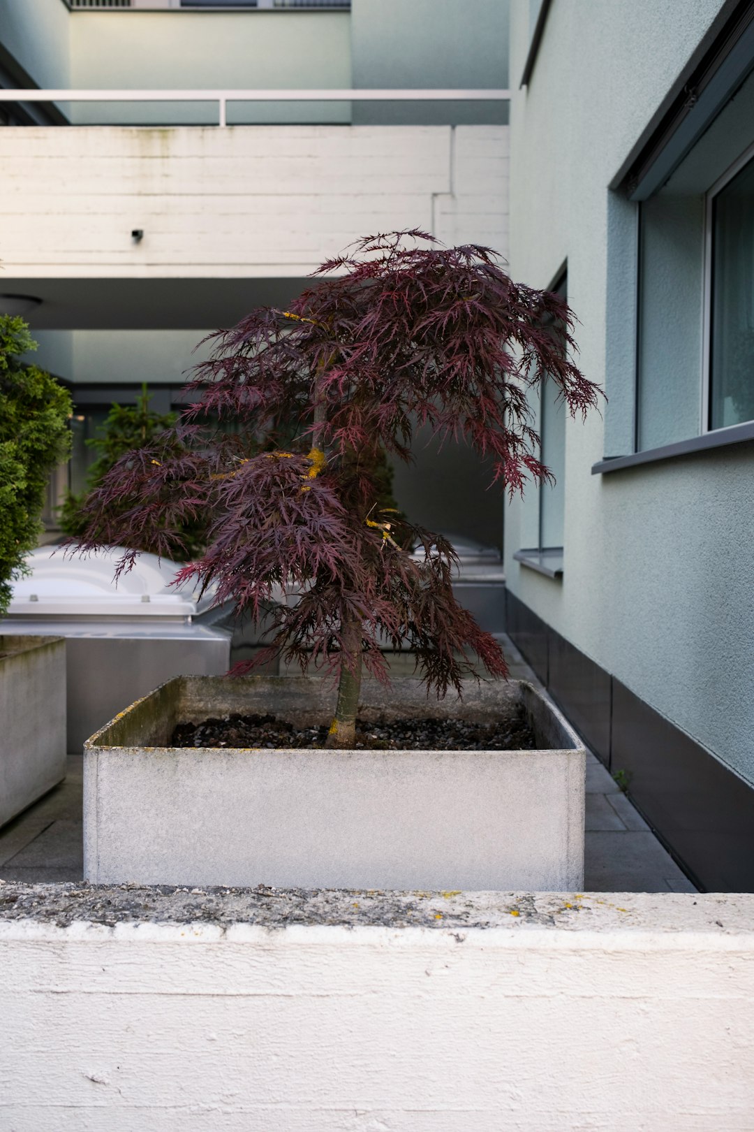 green and red plant on white concrete wall