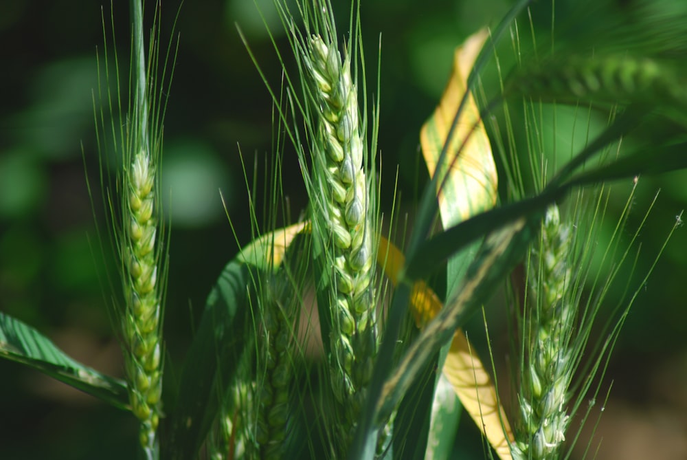 green wheat in close up photography