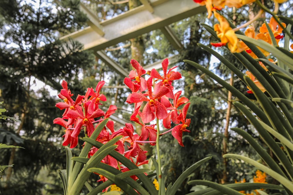 red and yellow flower in bloom during daytime