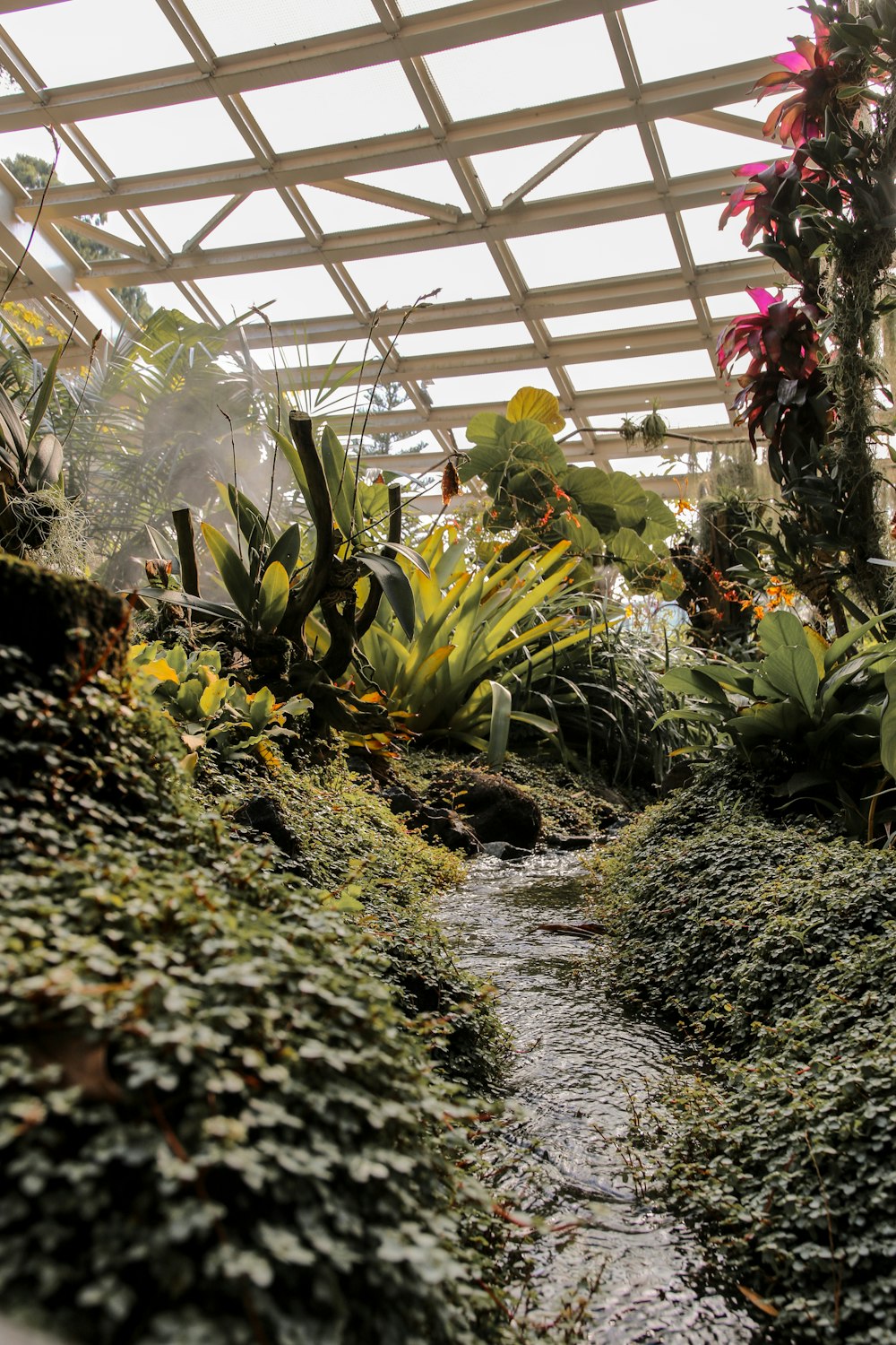 Plantes vertes sur un champ d’herbe verte pendant la journée