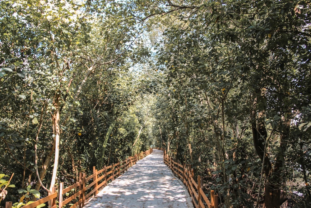 gray concrete pathway between green trees during daytime