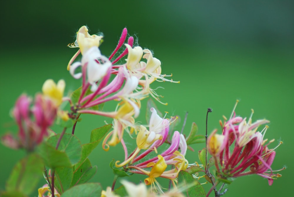 white and pink flowers in tilt shift lens