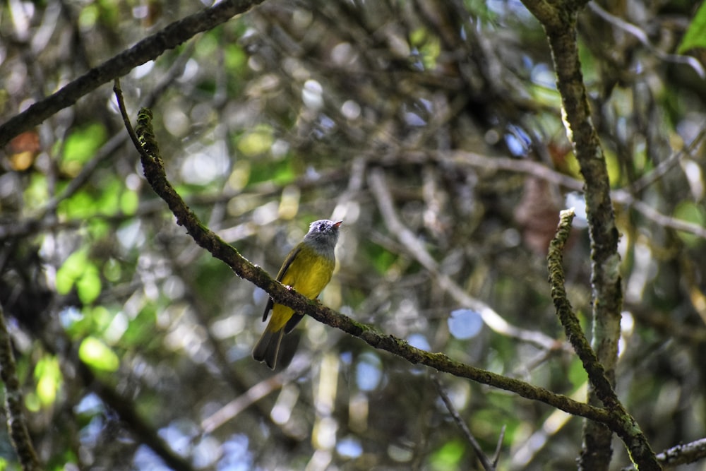 yellow and black bird on tree branch during daytime