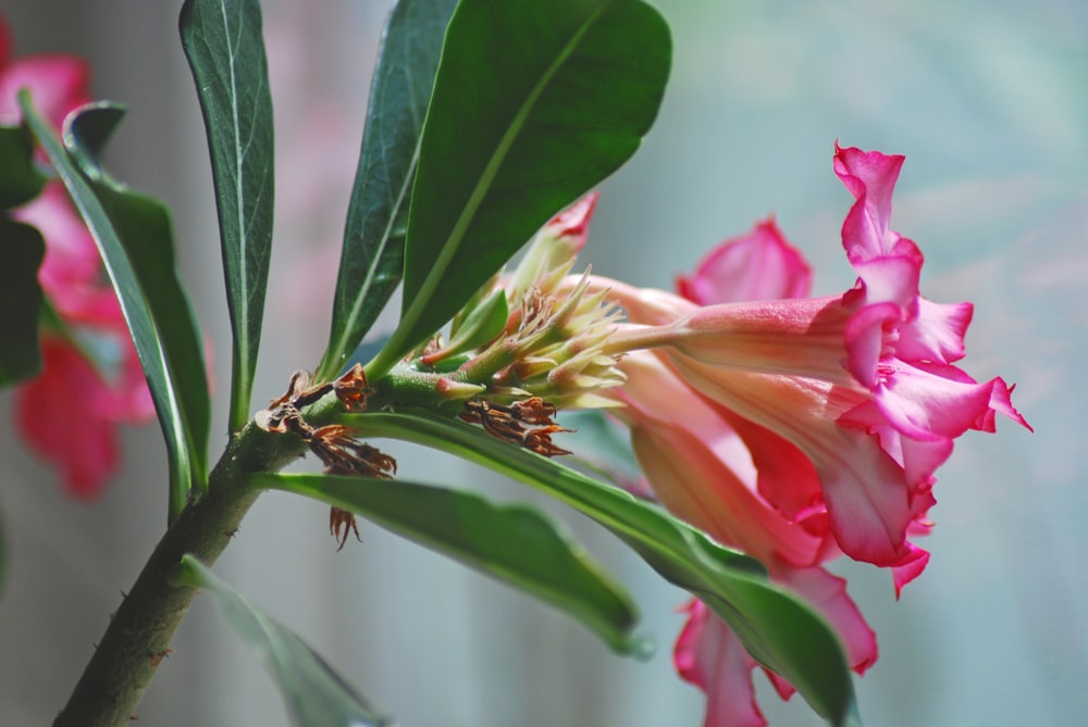 red flower with green leaves