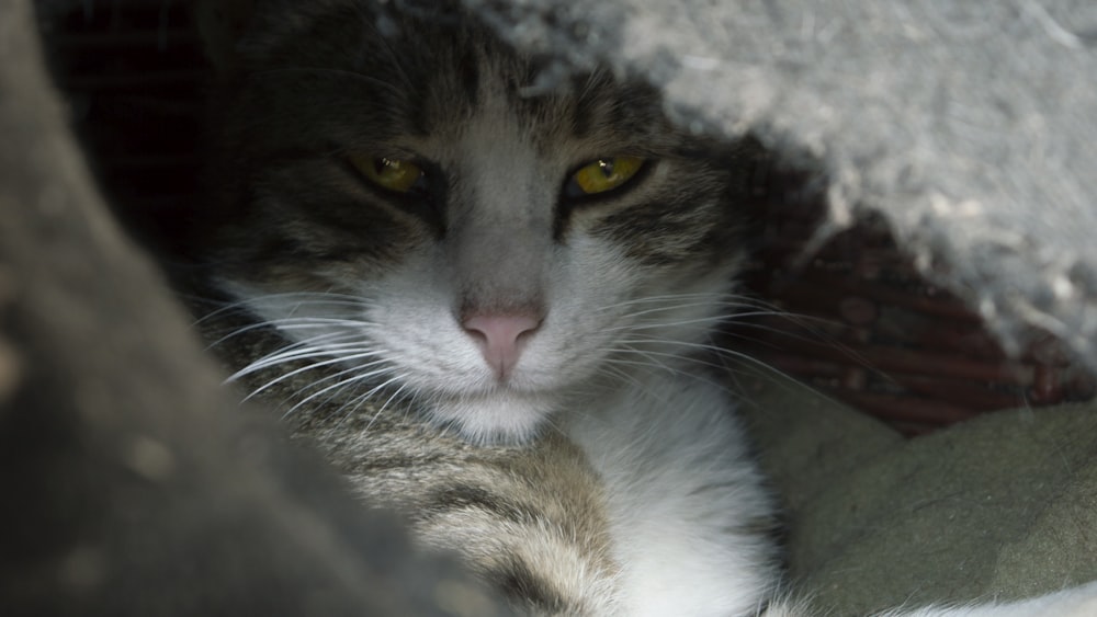 white and brown tabby cat