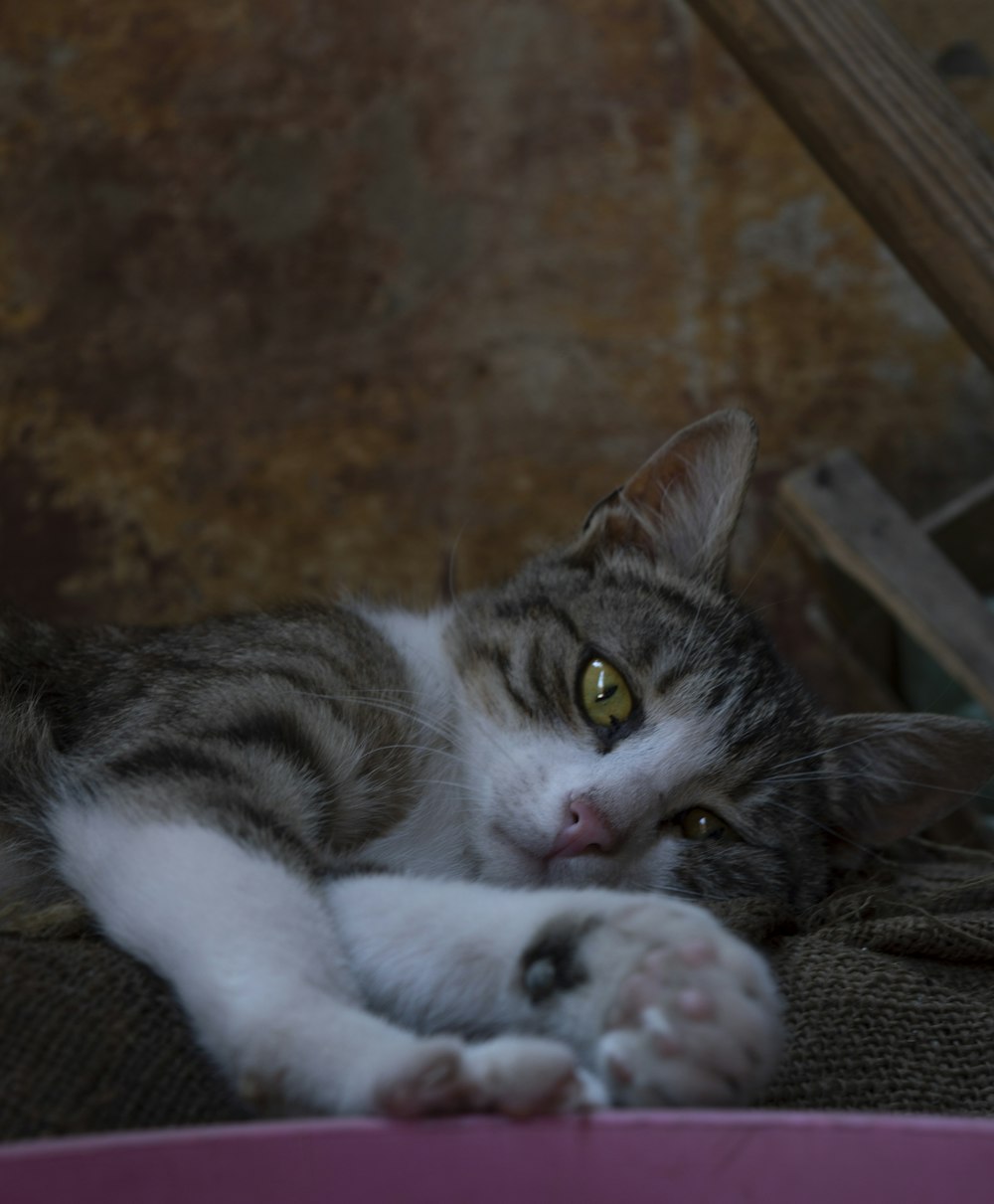 brown tabby cat lying on floor