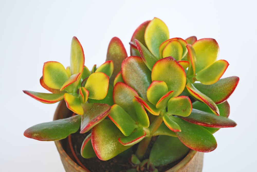 green and red succulent plant