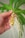 A hand is holding a green plant cutting with visible roots growing from the stem. The roots are white and long, highlighting the plant's healthy propagation. The background consists of softly focused green leaves.