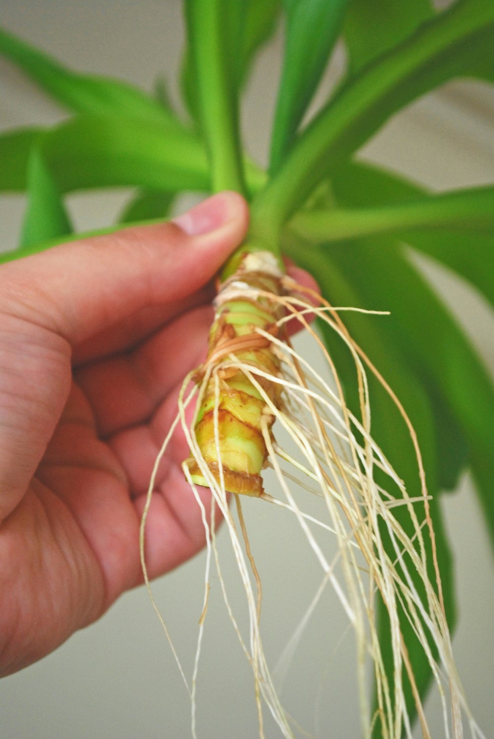 yellow and green caterpillar on human hand