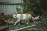 A white and orange cat walks cautiously through a garden area. The surrounding environment includes various potted plants, vibrant flowers, and a background of green foliage and a corrugated metal fence. A hose lies on the ground, adding to the rustic garden setting.