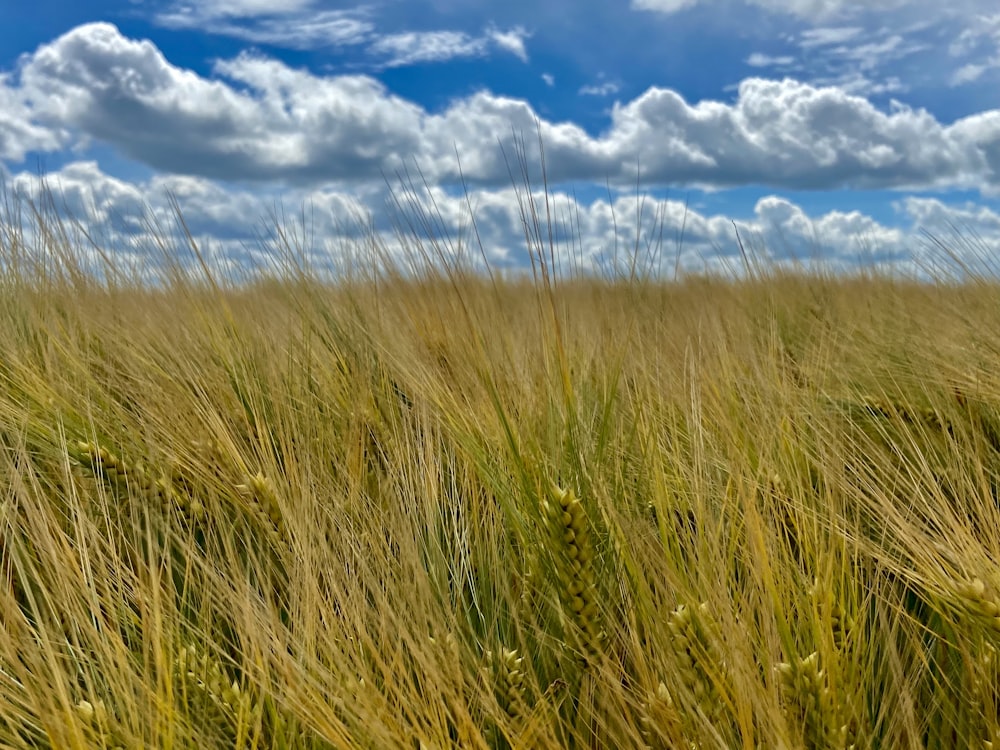 green grass field under blue sky during daytime