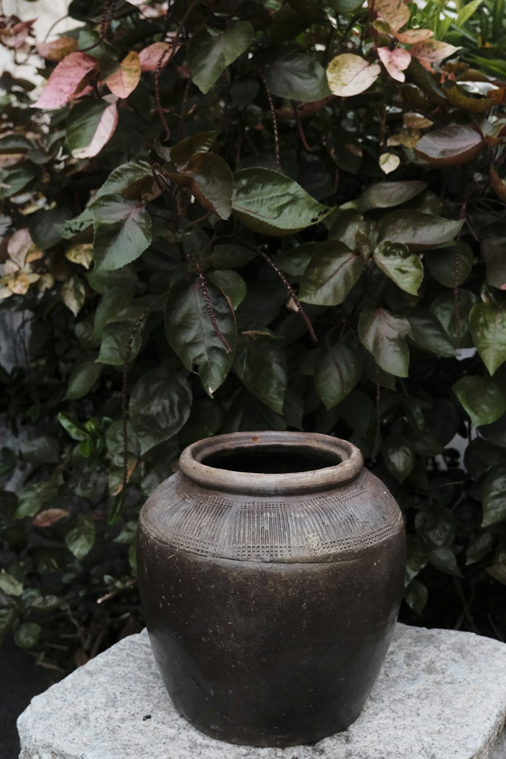 brown clay pot with green plants