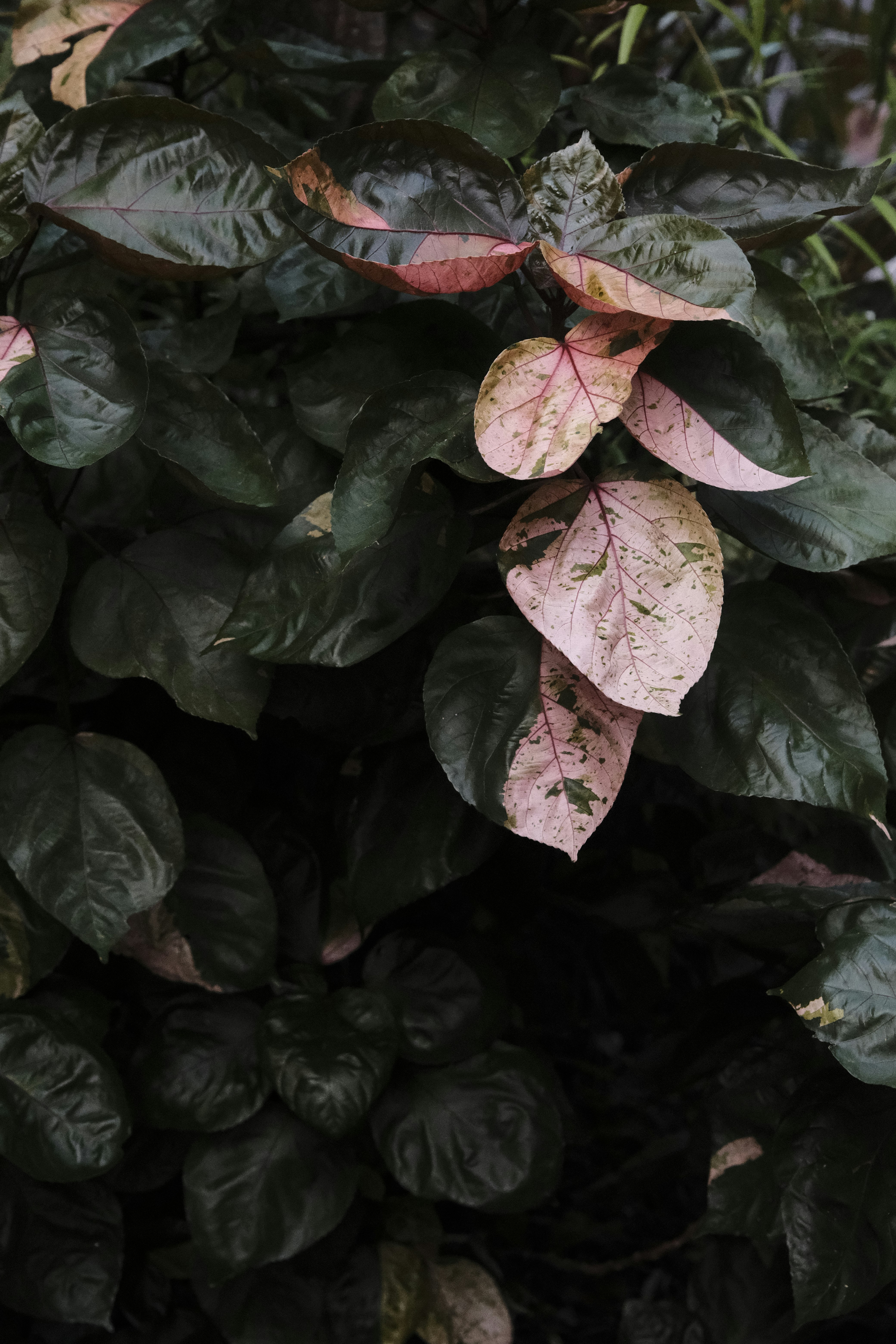 red and green leaves on black soil